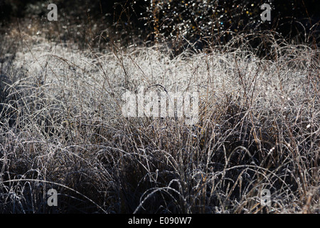 Frostigen Gräser Hintergrundbeleuchtung von Morgensonne, Northumberland National Park, UK, November 2013 Stockfoto