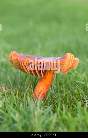 Crimson Waxcap (Hygrocybe Saftling), Lochranza, Isle of Arran, Schottland, Oktober 2013 Stockfoto