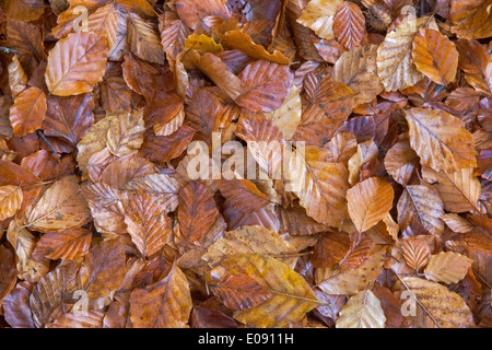 Herbstliche Buche verlässt (Fagus Sylvatica), nach Regen, Northumberland National Park, UK, November 2013 Stockfoto