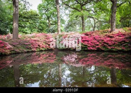 Einem der Teiche in die Isabella Plantation, Richmond Park Stockfoto