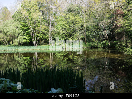 Wald und einem kleinen See mit Reflexionen von Iris Pflanze Blätter im Wasser in der Nähe von Shipton unter Wychwood-Oxfordshire-England-UK Stockfoto