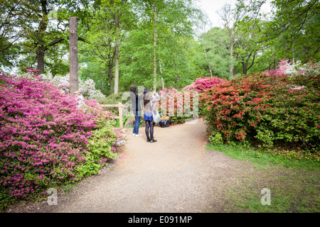 Junge Menschen fotografieren Isabella Plantation in Richmond Park Stockfoto