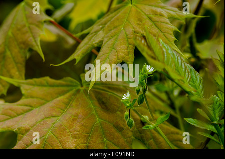 Blüte, Blume, Urlaub, Blätter, Blatt, Blätter, Blüte, Pflanzen, Blume, Blume, Stockfoto