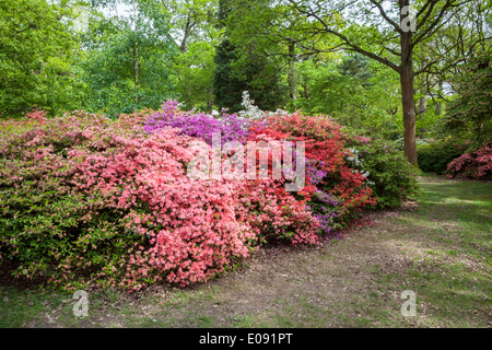 Frühling in die Isabella Plantation, Richmond Park Stockfoto