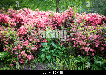 Die Isabella Plantation in Richmond Park Stockfoto