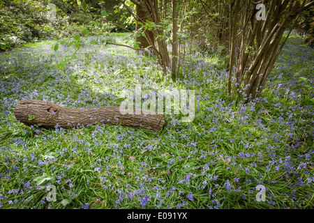 Glockenblumen in die Isabella Plantation, Richmond Park. Stockfoto