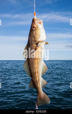 Frische Linie erwischt Dorsch, Nordsee, Off gemeinsame, Northumberland, UK, September 2013 Stockfoto