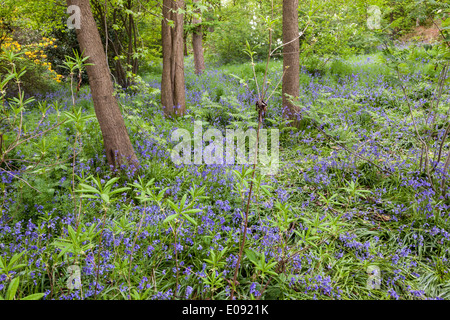Glockenblumen in die Isabella Plantation, Richmond Park. Stockfoto