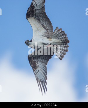 Fischadler Vogel im Flug mit Hälfte gegessen Fische in Krallen. Osprey ist direkt am Fotograf blickte. Blauer Hintergrund. Vertikal Stockfoto