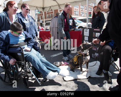 Pit Bull zur Annahme bei einem Earth Day Festival in White Plains, NY, 26. April 2014, © Katharine Andriotis Stockfoto