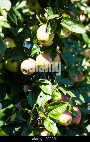Äpfel reifen im Baum, Erntezeit, Aepfel Reifen Im Baum, Erntezeit Stockfoto