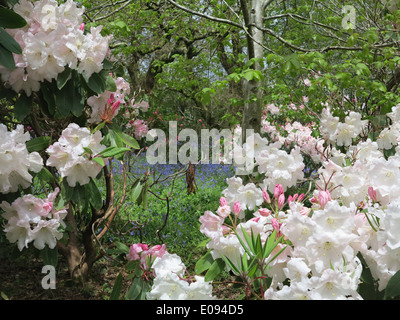 Rhododendron Stockfoto