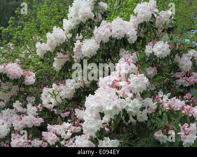 Rhododendron Stockfoto