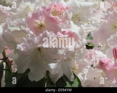 Rhododendron Stockfoto