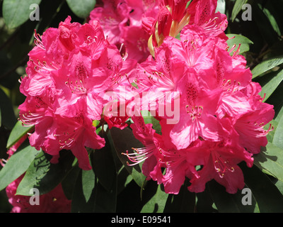 Rhododendron Stockfoto