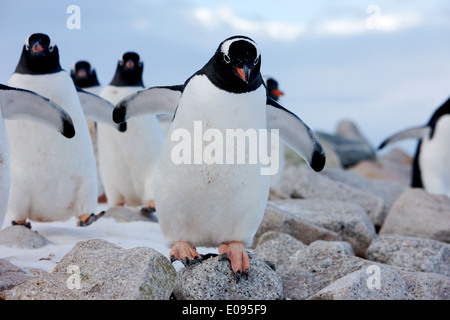 Gentoo Penguins marschieren in Linie durch felsiges Gelände Neko Harbour Antarktis Stockfoto