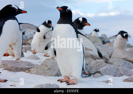 Gentoo Penguins marschieren in Linie durch felsiges Gelände Neko Harbour Antarktis Stockfoto