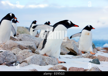 Gentoo Penguins marschieren in Linie durch felsiges Gelände Neko Harbour Antarktis Stockfoto