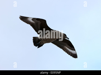 Süd polar Skua Stercorarius Maccormicki fliegen in der Antarktis Stockfoto