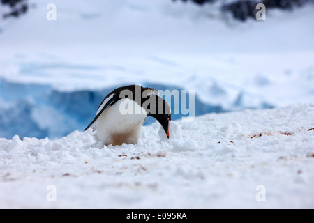 Juvenile Gentoo Penguin rollende Kugel aus Schnee am Neko Harbour Arctowski Halbinsel antarktischen Festland der Antarktis Abholung Stockfoto