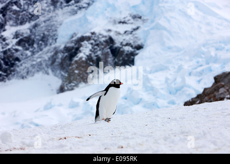 Juvenile Gentoo Penguin mit Flügel ausgestreckt zu Fuß bergauf Neko Harbour antarktischen Festland der Antarktis Stockfoto