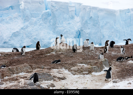 blaues Eis Gletscher und Pinguin-Kolonie bei Neko Harbour Arctowski Halbinsel antarktischen Festland der Antarktis Stockfoto