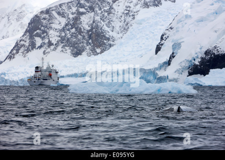 Buckelwal Logging mit touristischen Expedition Boot im Hintergrund in Neko Harbour Arctowski Halbinsel Antarktis Stockfoto