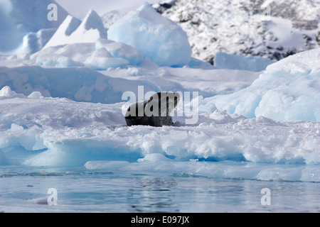 Seeleopard auf Eisberg im blauen Gletschereis in frechen Meer Packeis Cierva Bucht Antarktis liegen Stockfoto