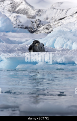 Seeleopard auf Eisberg im blauen Gletschereis in frechen Meer Packeis Cierva Bucht Antarktis liegen Stockfoto