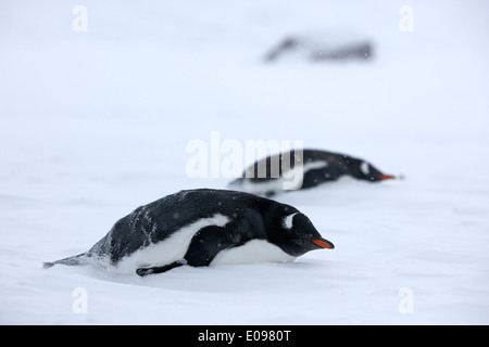 zwei Gentoo Penguins liegend im Schneesturm Blizzard Whalers Bucht Täuschung Insel Antarktis Stockfoto