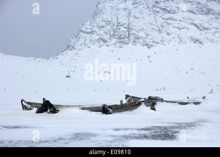 Seebären und Reste der alten hölzernen Walfang Boote Whalers Bucht Täuschung Insel Antarktis Stockfoto