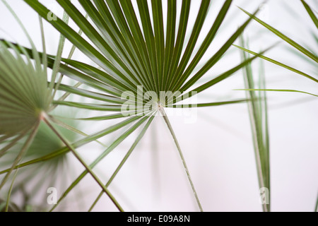 Grüne Palmblätter sind auf weißem Hintergrund unscharf. Stockfoto