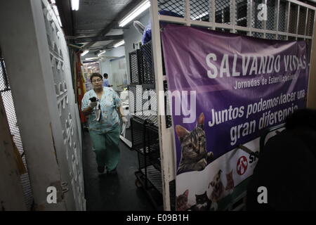 Panama City, Panama. 6. Mai 2014. Freiwillige Silvia de Galvez bewegt sich eine Katze nach einer Operation, in der "Spay Panama" Stiftung in Panama-Stadt, Hauptstadt von Panama, am 6. Mai 2014. "Spay Panama" ist eine Stiftung, deren Aufgabe es ist, das Elend und die unnötigen Tod Straßentiere, mithilfe einer intensiven Sterilisationsprogramm zu steuern. Mit einem Durchschnitt von 50 tägliche Sterilisationen, die "Spay Panama" Stiftung bringt seine größte Unterstützung von den Freiwilligen, die die verschiedenen der Stiftung Aufgaben. © Mauricio Valenzuela/Xinhua/Alamy Live-Nachrichten Stockfoto