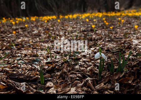 Eines der ersten Blumen im Frühjahr, diese kleinen Schneeglöckchen Herold erfreut uns mit brillant weiße Blüte. Stockfoto