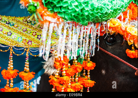 Buffalo-Schönheit thai Anfang des buddhistischen Lentl. Stockfoto