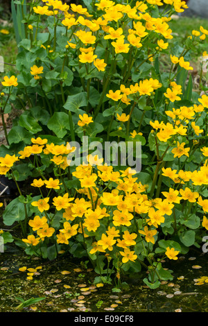 Sumpfdotterblumen Caltha Palustris neben Gartenteich. Stockfoto