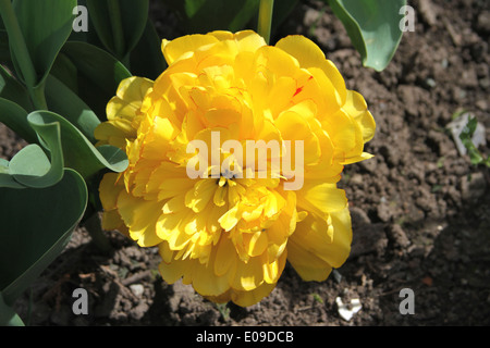 Papagei Tulpe Stockfoto