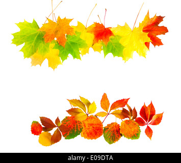 farbige Herbstblätter isoliert auf weißem Hintergrund Stockfoto