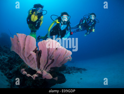 Philippinen, Pazifik, Taucher im Elephant ear Sponge (Ianthella Basta) Stockfoto