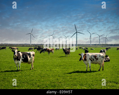 Kühe grasen auf einer saftig grünen Wiese in Dänemark Stockfoto