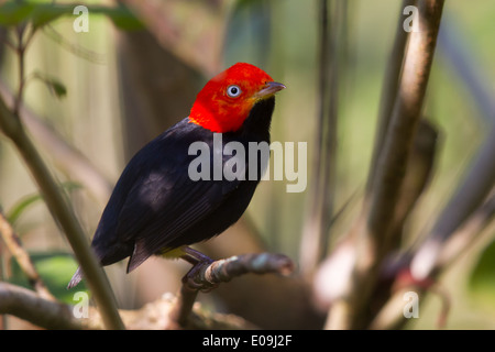 Rot-capped Manakin (Pipra Mentalis) Stockfoto