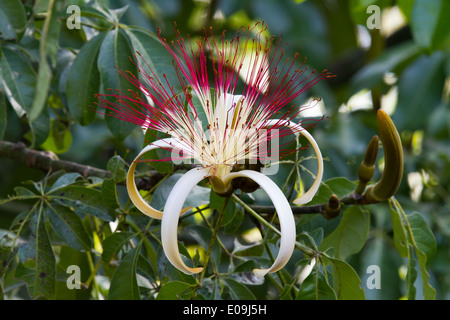 Rasieren-Pinsel-Baum (Pseudobombax Ellipticum) Stockfoto