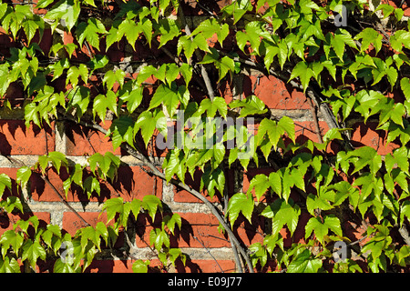 Efeu an der Wand von der Kathedrale von Koenigsberg Stockfoto