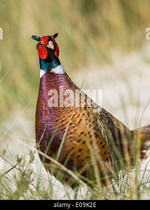 gemeinsamen Fasan, Männlich, Phasianus Colchicus, Deutschland Stockfoto