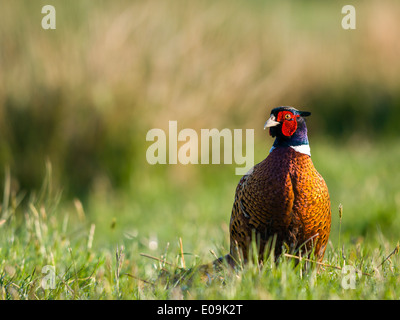 gemeinsamen Fasan, Männlich, Phasianus Colchicus, Deutschland Stockfoto