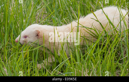 Ein weißes Albino Frettchen lange Gras Stockfoto