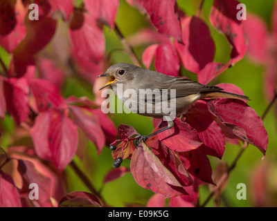 Hausrotschwanz, Phoenicurus Ochruros, Weiblich Stockfoto