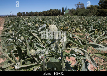Die Artischocke (Cynara Cardunculus var Scolymus) ist eine Vielzahl von Arten der Distel als Nahrungsmittel angebaut. Stockfoto