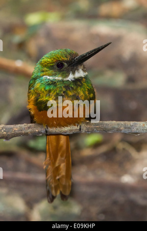 Rufous-tailed Jacamar (Galbula Ruficauda) Stockfoto