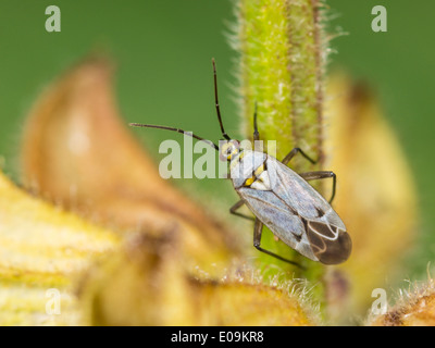 Macrotylus Herrichi, Weiblich, auf Salbei Stockfoto